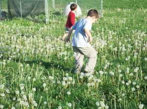 Dandelion Stomp Fest