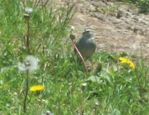 Bird eating a dandelion
