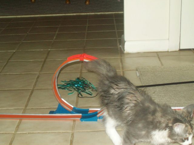 Cat through the loop Cat through the loop