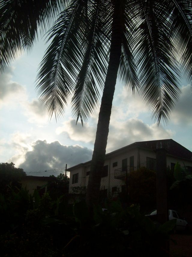 Our coconut tree