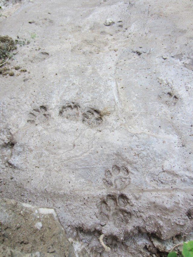 Paw prints