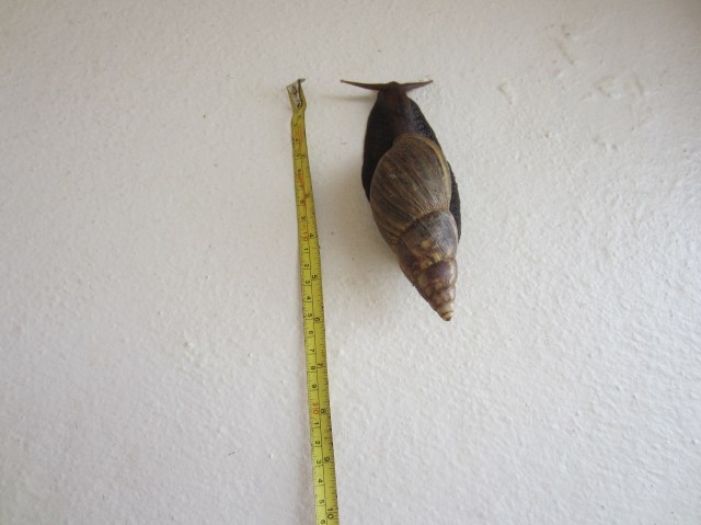 snail