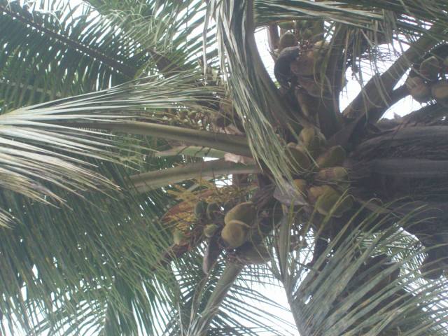 Coconut Tree
