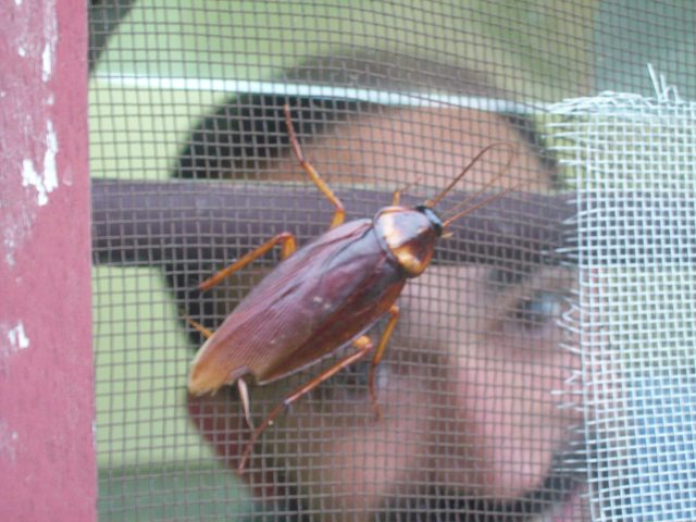 cockroach