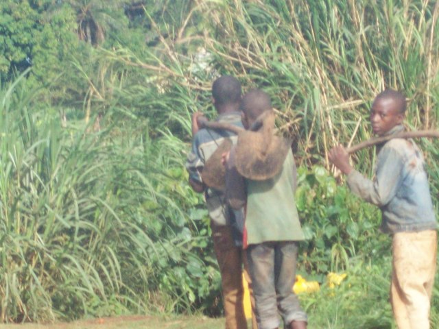 to the fields they go