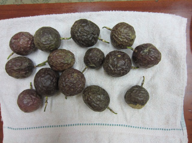 passion fruit