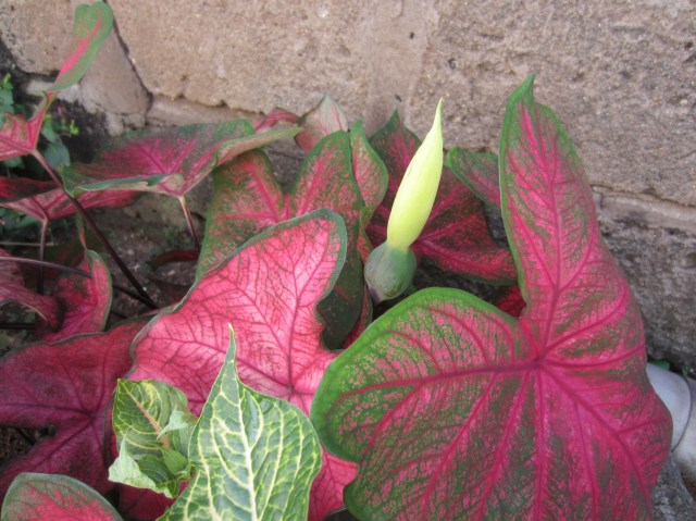 caladium