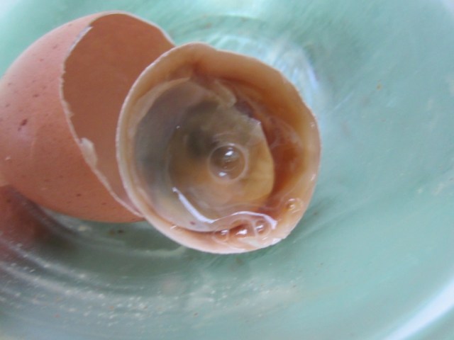 egg in shell