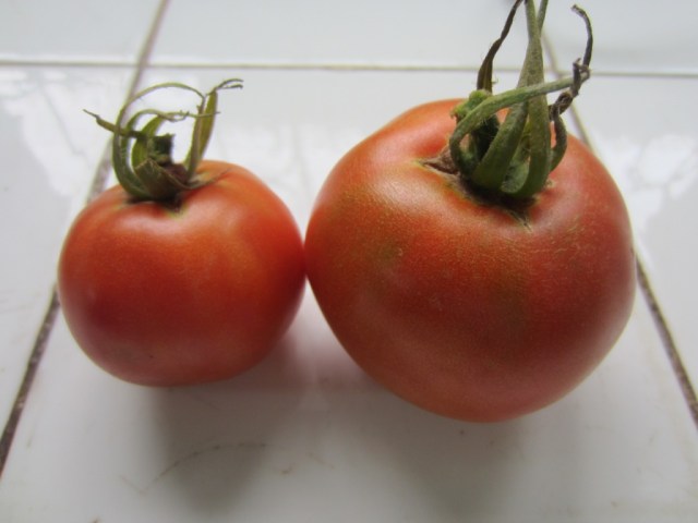 tomatoes