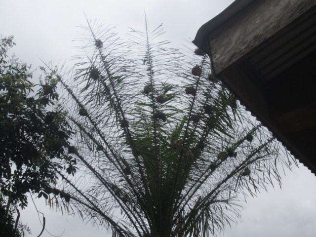 nests in palm tree