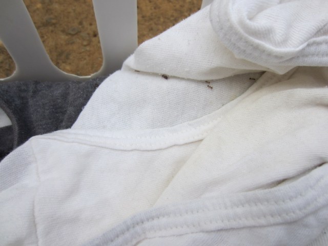 ant infested underwear