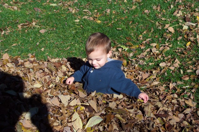 Joshua 2004 in leaves